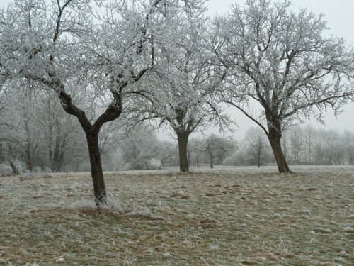 Winter in Hasborn